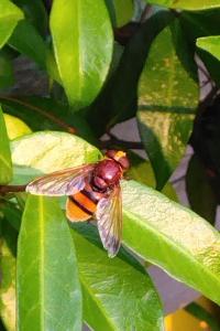 <i>Volucella zonaria</i>