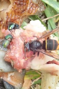 <i>Lucilia sericata</i>