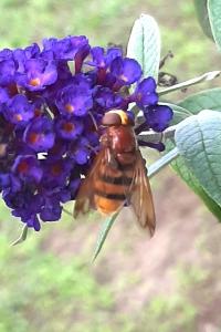 <i>Volucella zonaria</i>