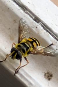 <i>Myathropa florea</i>