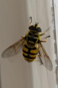 <i>Myathropa florea</i>