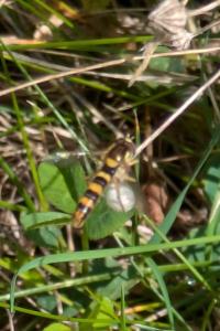 <i>Sphaerophoria</i>