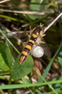 <i>Sphaerophoria</i>