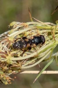 <i>Syritta pipiens</i>
