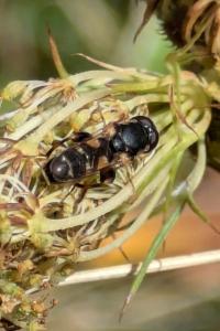 <i>Syritta pipiens</i>