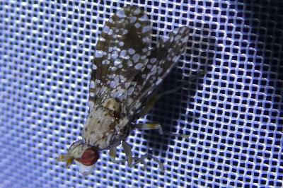 <i>Trypetoptera punctulata</i>