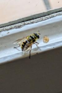 <i>Myathropa florea</i>