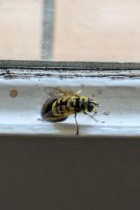 <i>Myathropa florea</i>