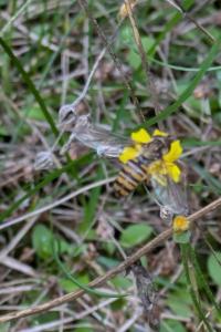 <i>Episyrphus balteatus</i>