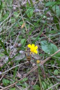 <i>Episyrphus balteatus</i>