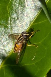 <i>Helophilus pendulus</i>