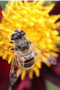 <i>Eristalis tenax</i>