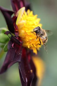 <i>Eristalis tenax</i>