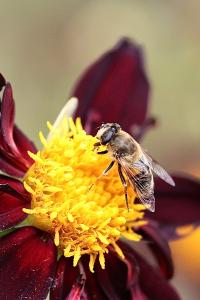 <i>Eristalis tenax</i>
