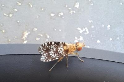 <i>Trypetoptera punctulata</i>