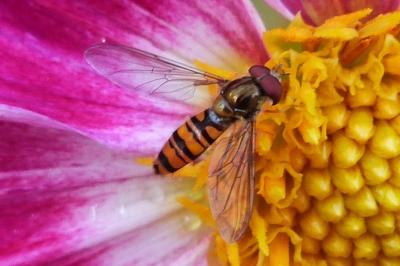 <i>Episyrphus balteatus</i>