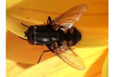 Stomorhina lunata