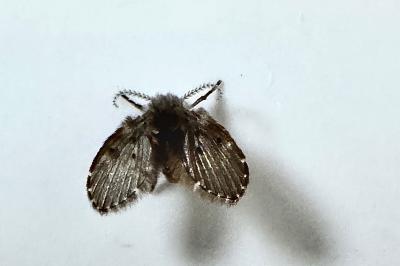 <i>Clogmia albipunctata</i>