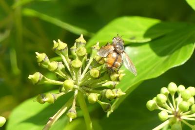 <i>Tachina fera</i>