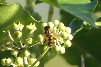 <i>Helophilus pendulus</i>