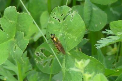 <i>Chloromyia formosa</i>