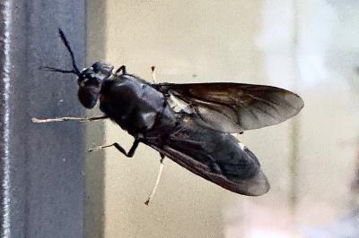<i>Hermetia illucens</i>