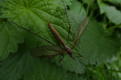 <i>Tipula</i>