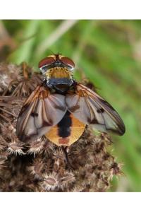 <i>Ectophasia crassipennis</i>