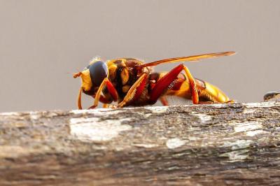 <i>Milesia crabroniformis</i>