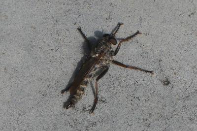 <i>Tolmerus atricapillus</i>