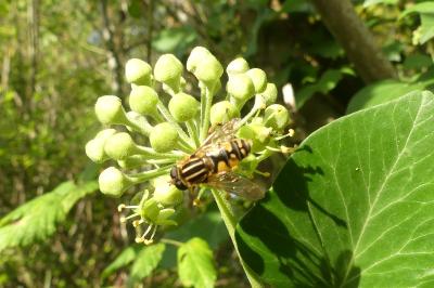 <i>Helophilus pendulus</i>