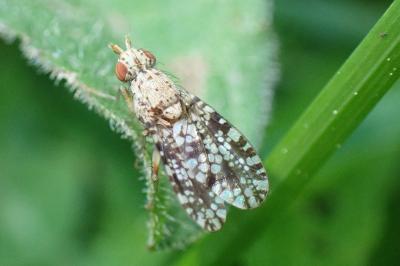 <i>Trypetoptera punctulata</i>
