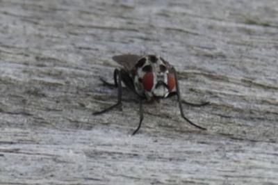 <i>Sarcophaga carnaria</i>