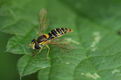 <i>Sphaerophoria</i>