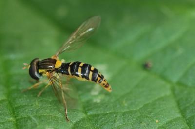 <i>Sphaerophoria</i>