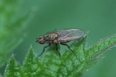 <i>Anthomyia</i>