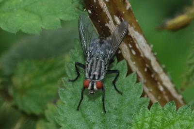 <i>Sarcophaga carnaria</i>