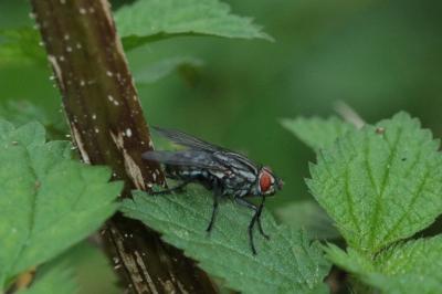 <i>Sarcophaga carnaria</i>