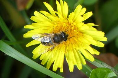 <i>Eristalis tenax</i>