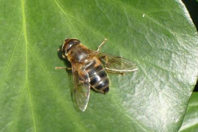 <i>Eristalis tenax</i>