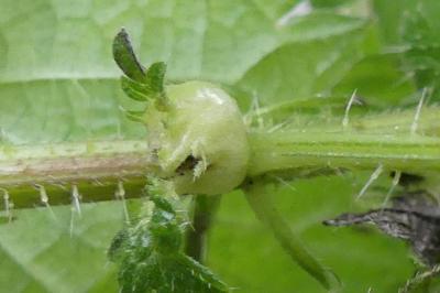 <i>Dasineura urticae</i>