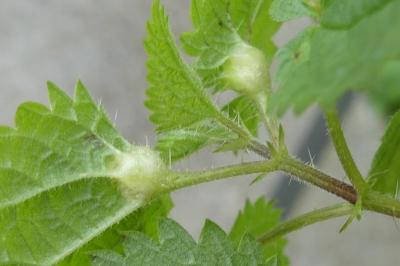 <i>Dasineura urticae</i>