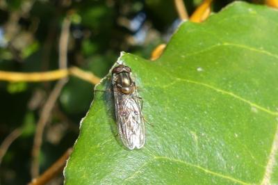 <i>Episyrphus balteatus</i>