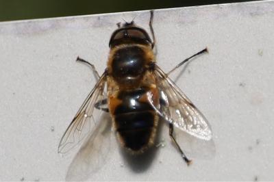 <i>Eristalis tenax</i>