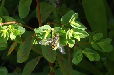 <i>Episyrphus balteatus</i>