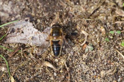 <i>Eristalis pertinax</i>