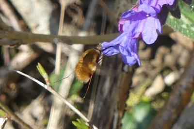 <i>Bombylius major</i>