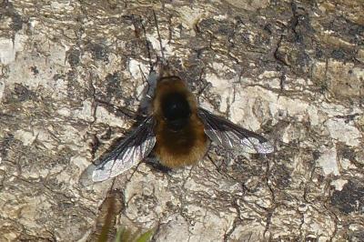 <i>Bombylius major</i>