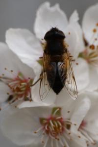 <i>Eristalis tenax</i>