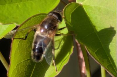<i>Eristalis pertinax</i>